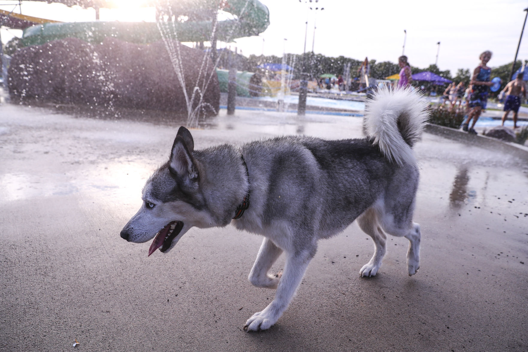Doggie Dip 16